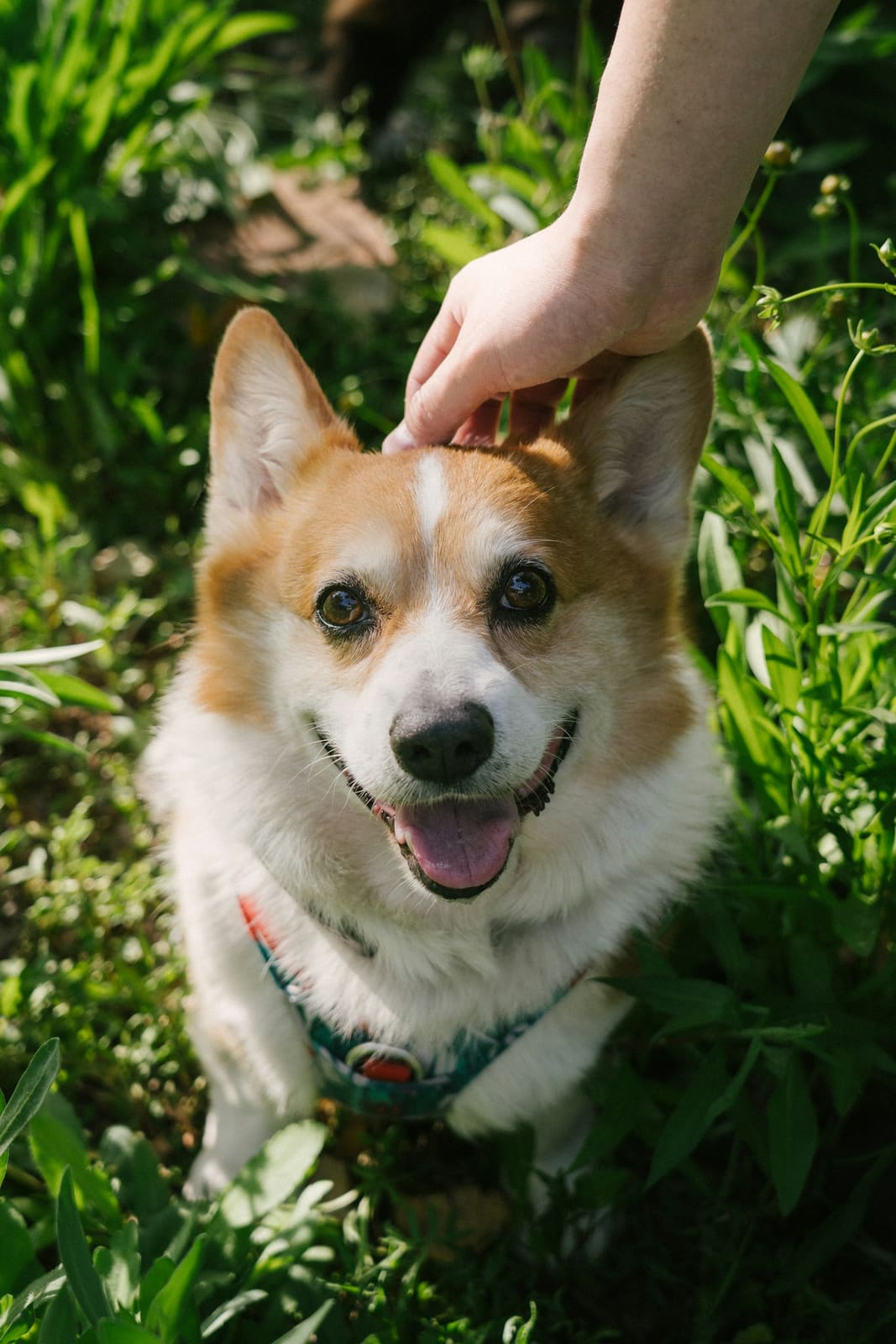 A happy corgi getting a head scratch