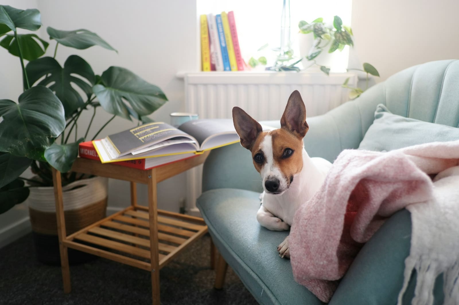 A small dog resting on a sofa with a pink blanket