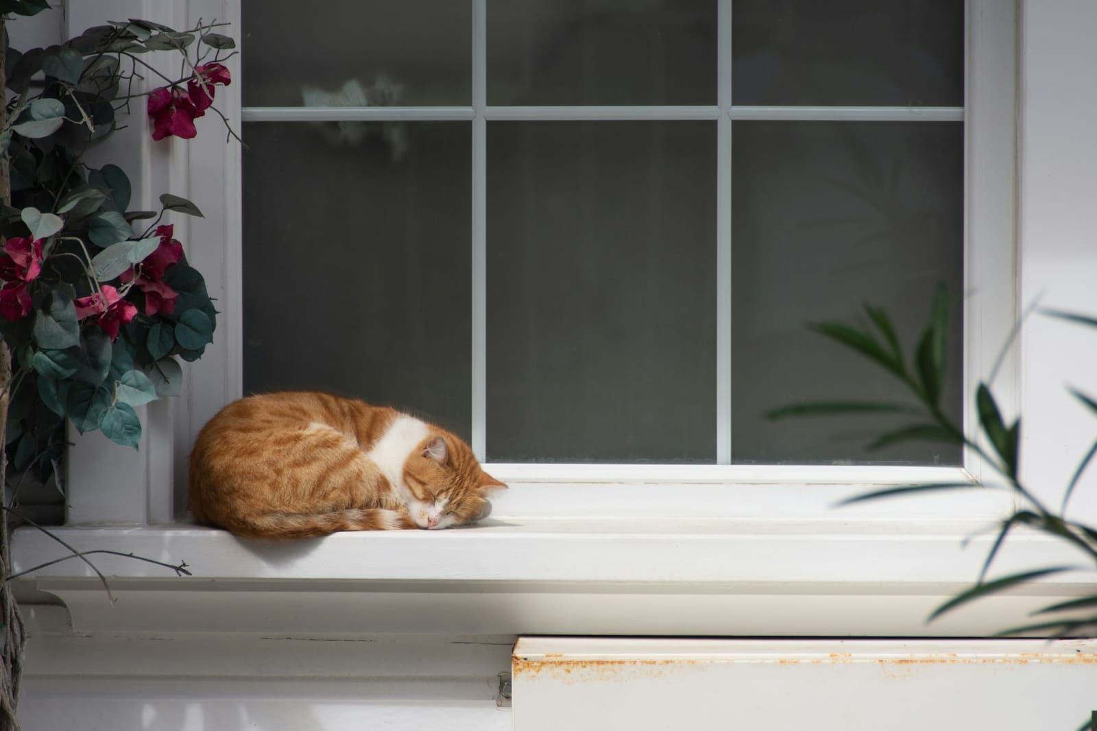 An orange and white cat napping on a sunny windowsill