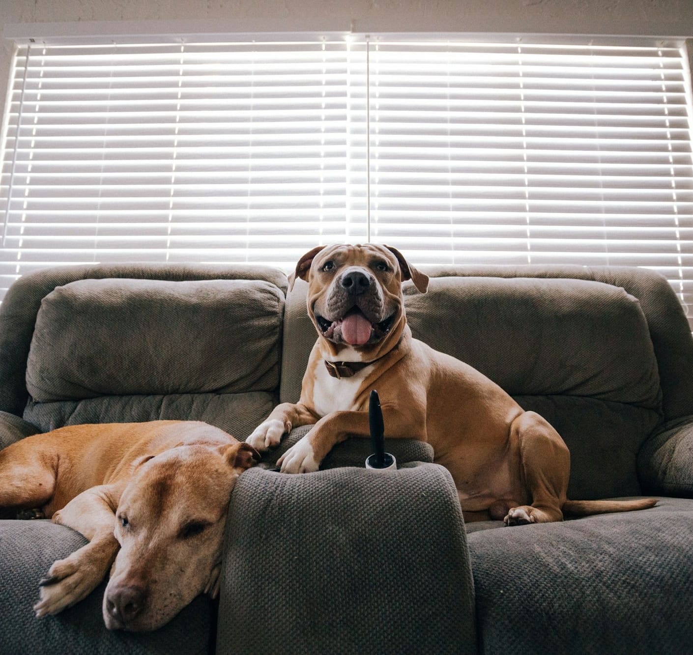 Two dogs relaxing on a couch in front of a window