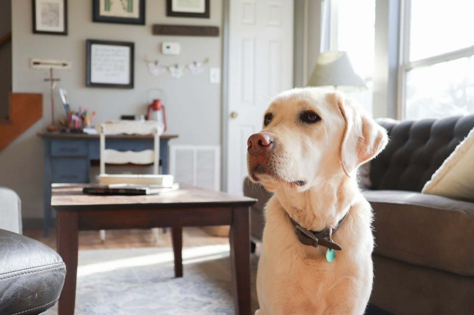 A yellow Labrador sitting in a sunny living room