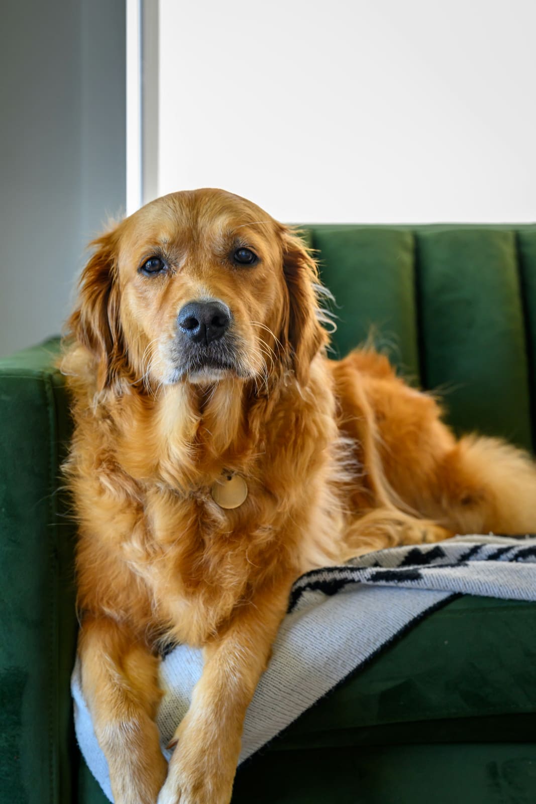 A golden retriever lying on a green sofa