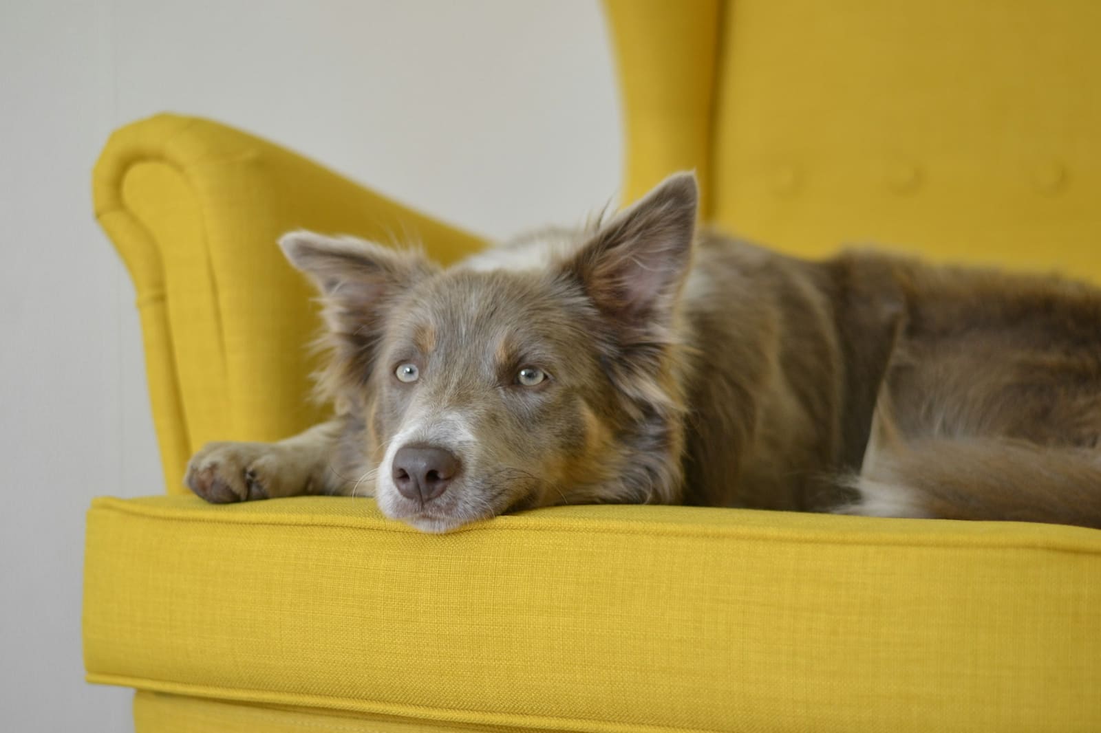 A dog resting its chin on a yellow armchair