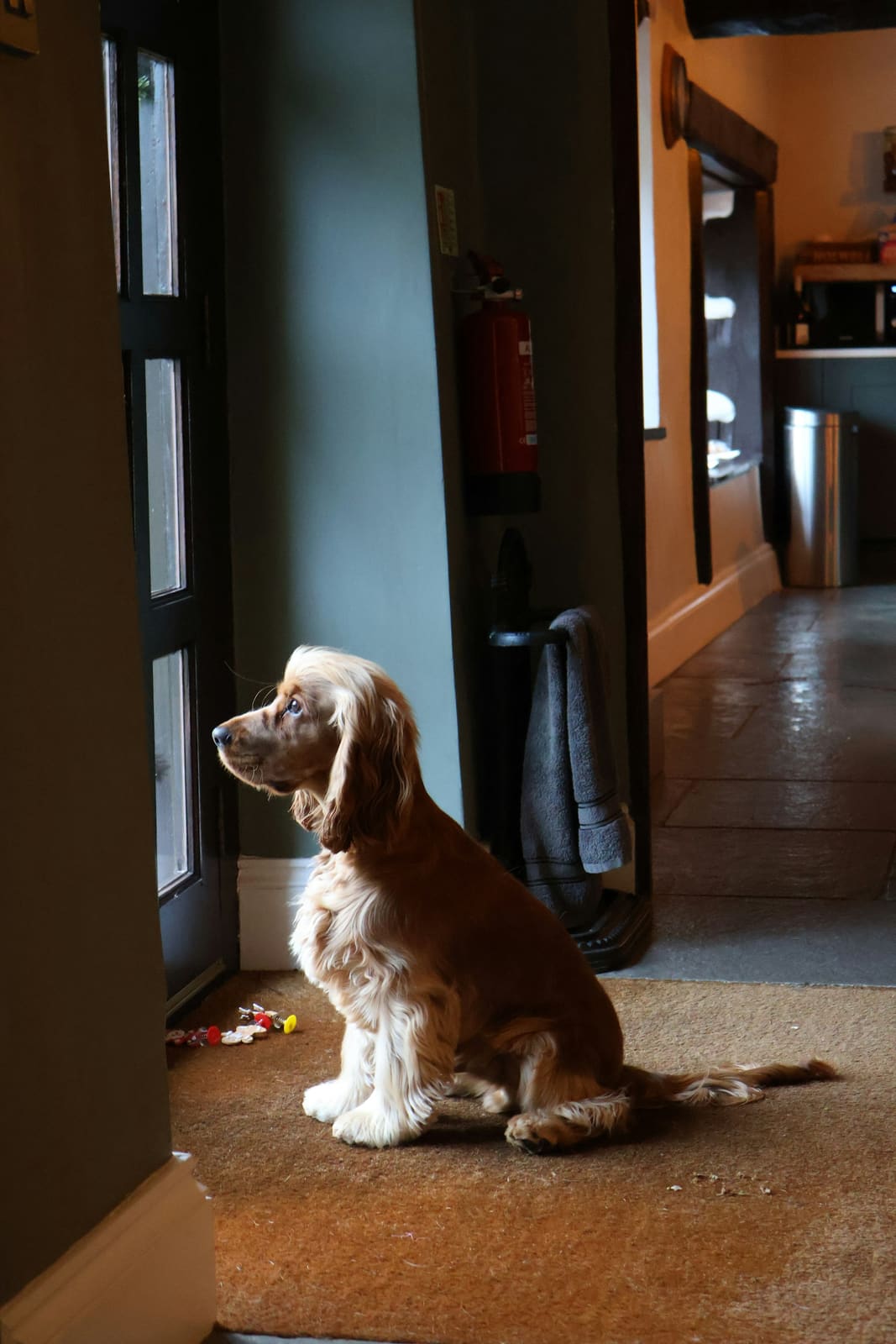 A spaniel sitting by the front door, waiting
