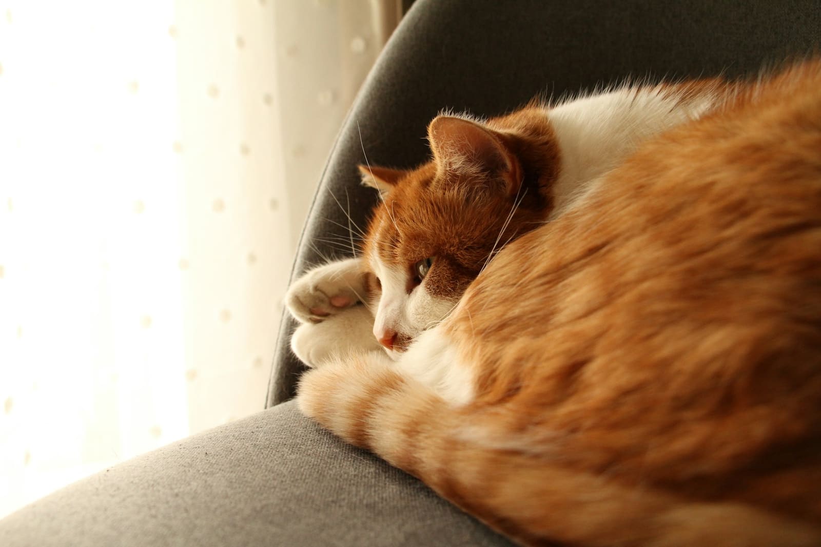 An orange and white cat curled up asleep on a chair