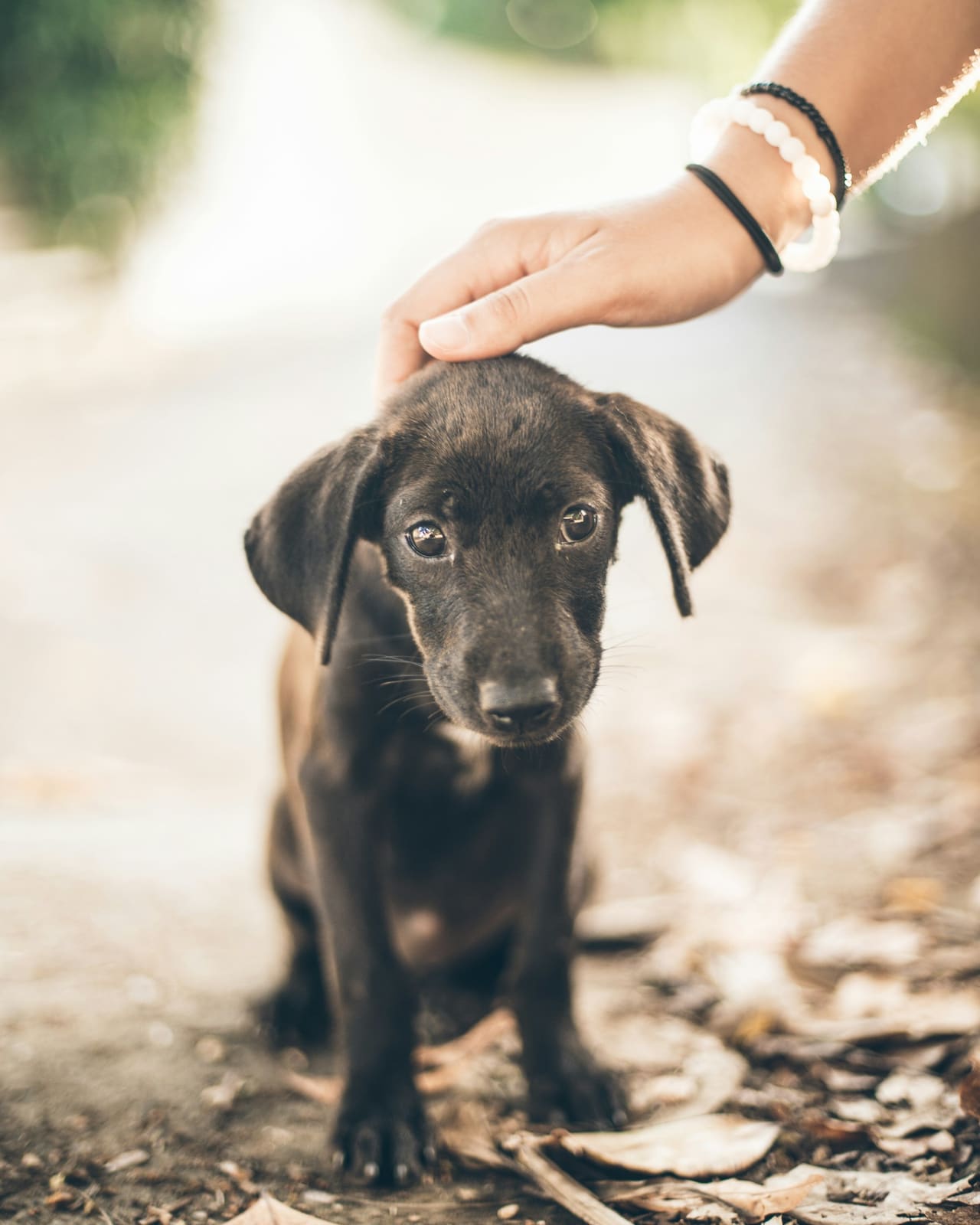A puppy getting a gentle pat on the head