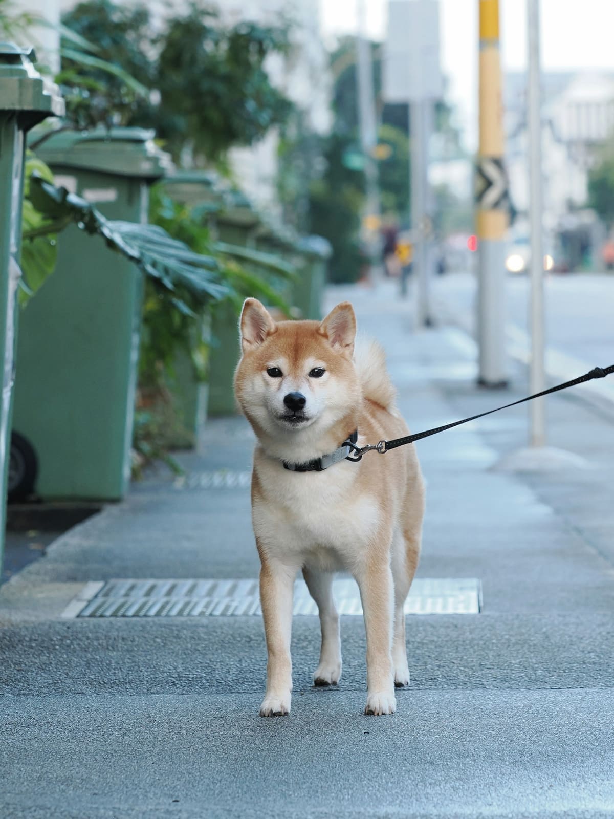 A shiba inu on a leash on a city sidewalk