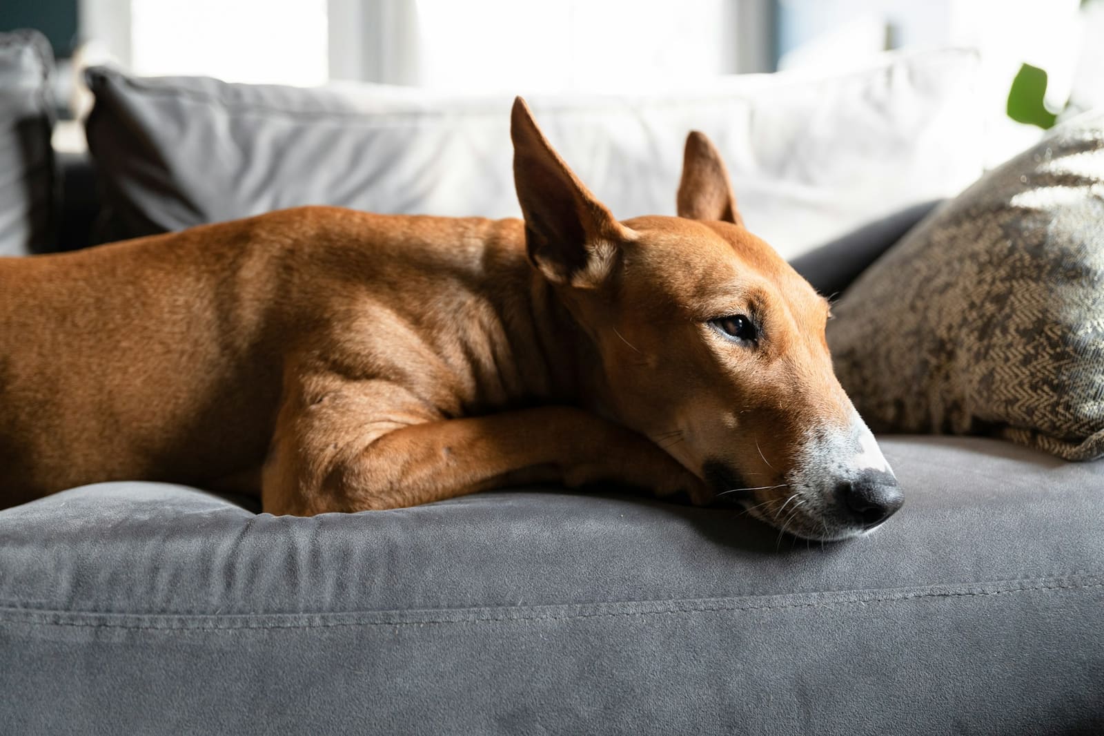 A dog dozing on a gray sofa