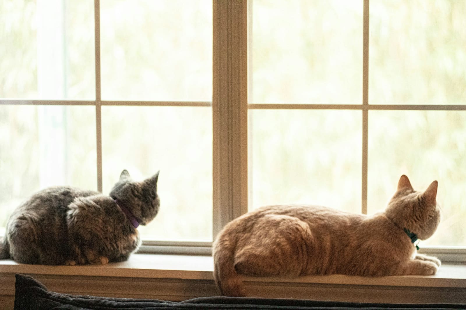 Two cats lounging on a sunny windowsill