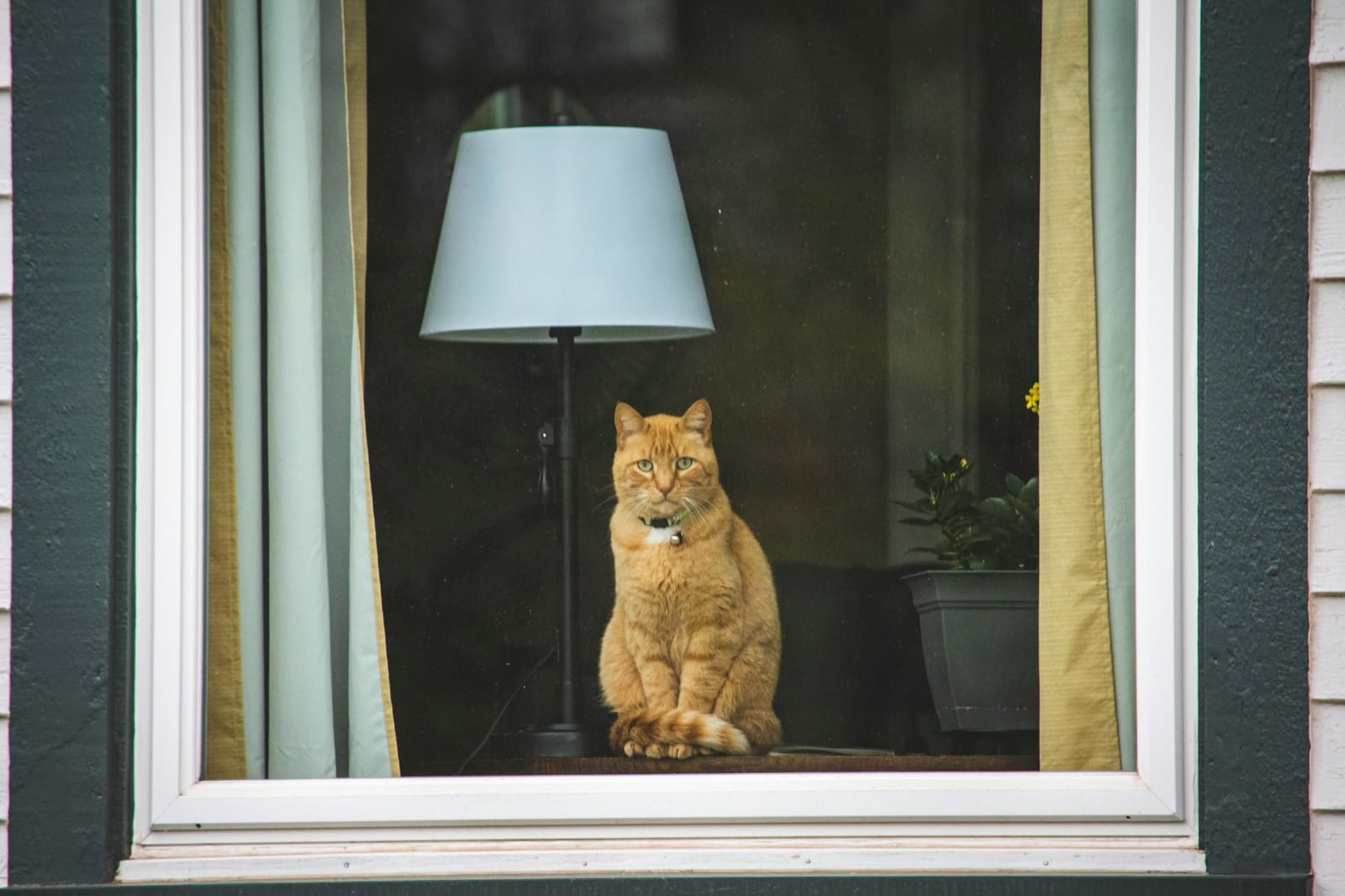 An orange cat sitting in a lamplit window