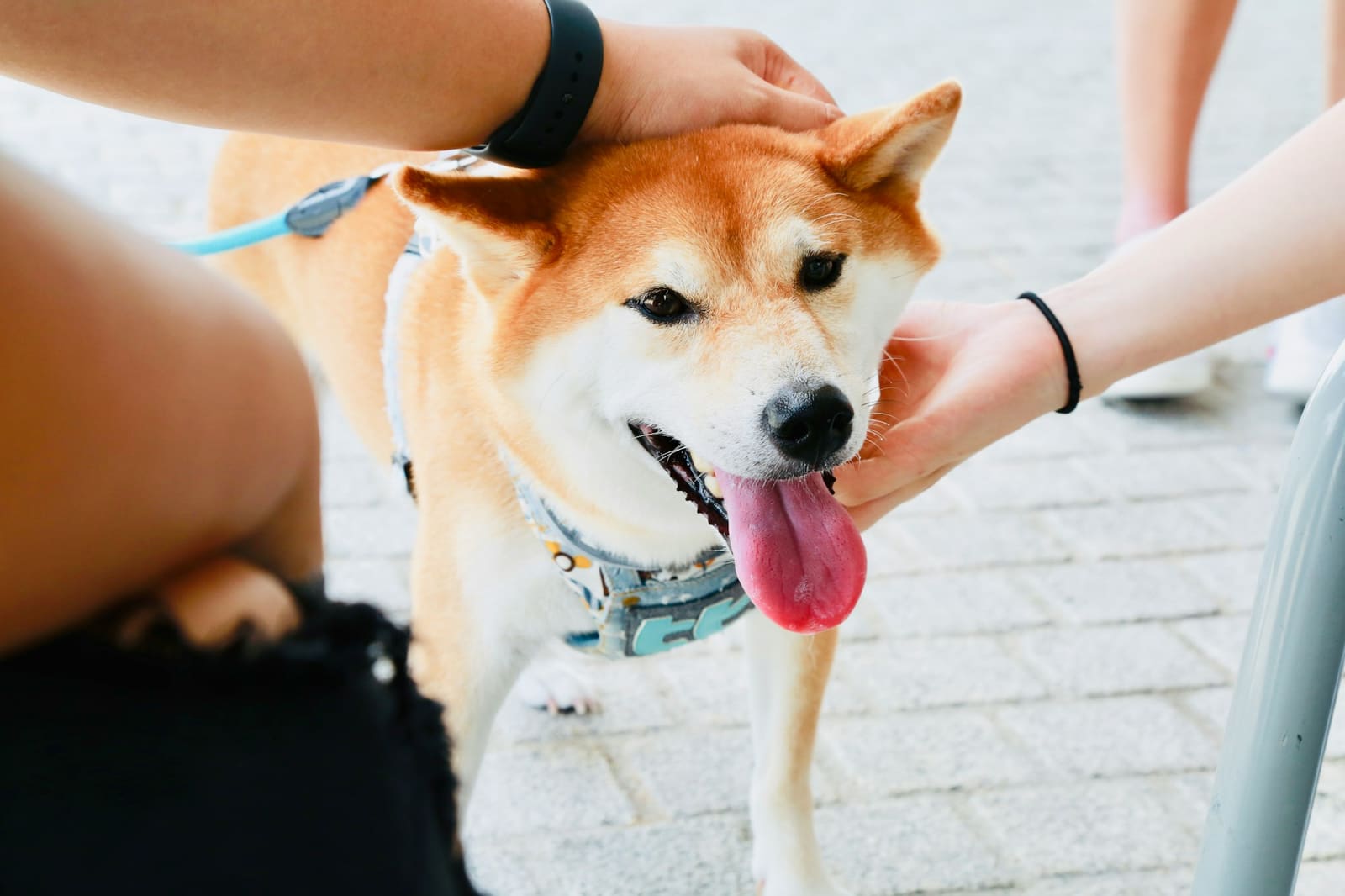 A happy shiba inu getting pets