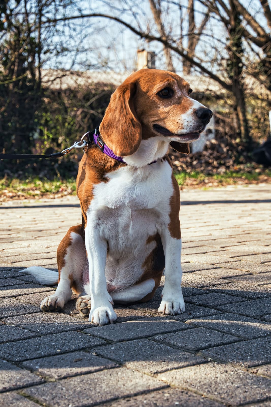 A beagle on a leash sitting on a sunny path