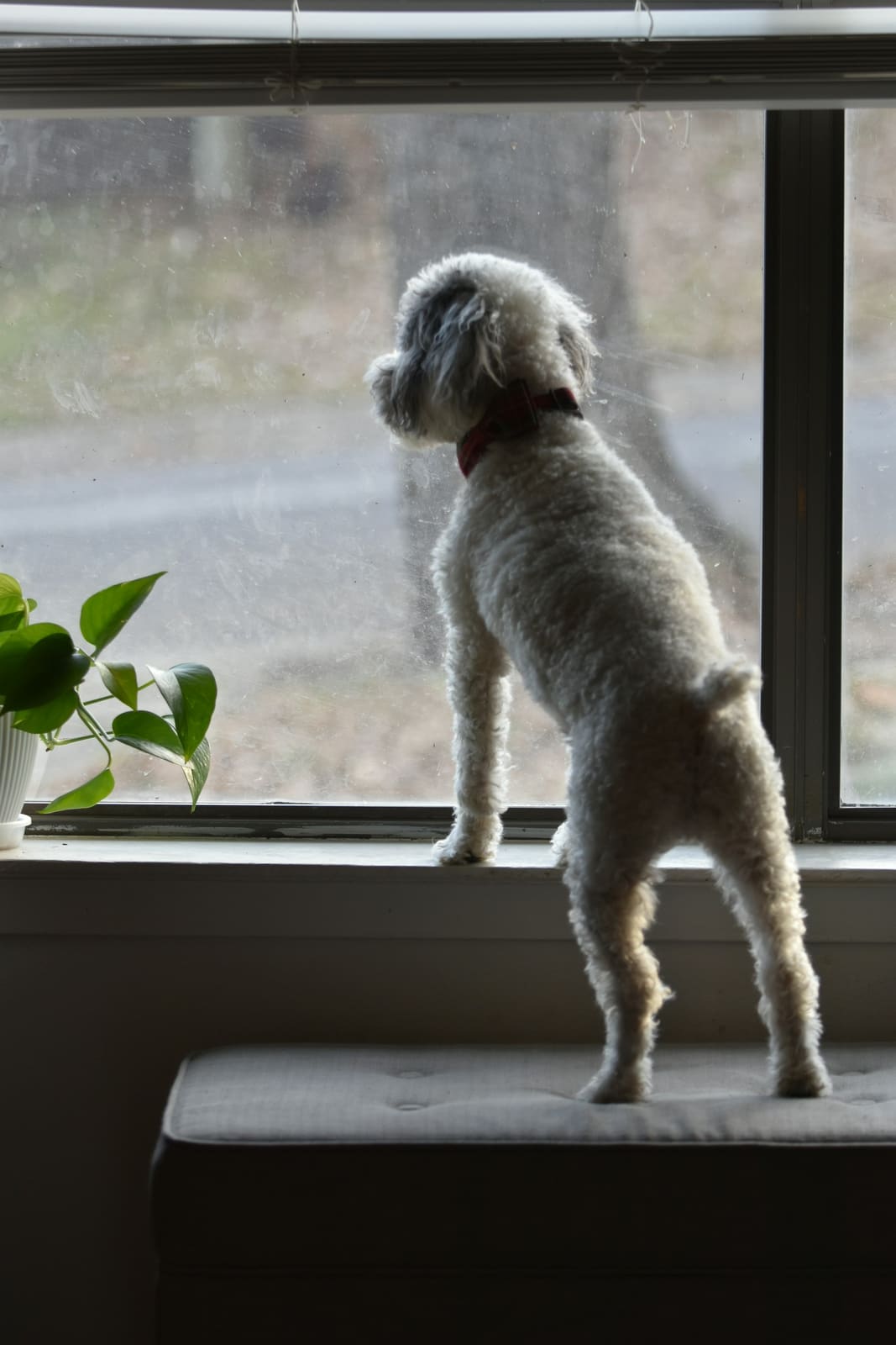 A small white dog at the window, watching the street